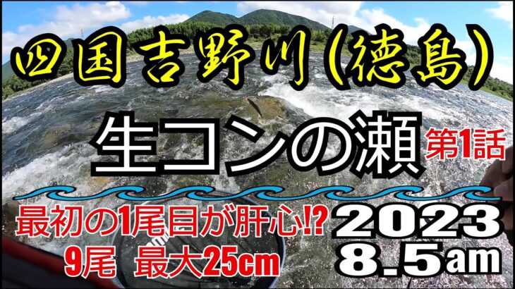 アユの友釣り 四国吉野川(徳島県) 生コンの瀬 2023.8.5am①