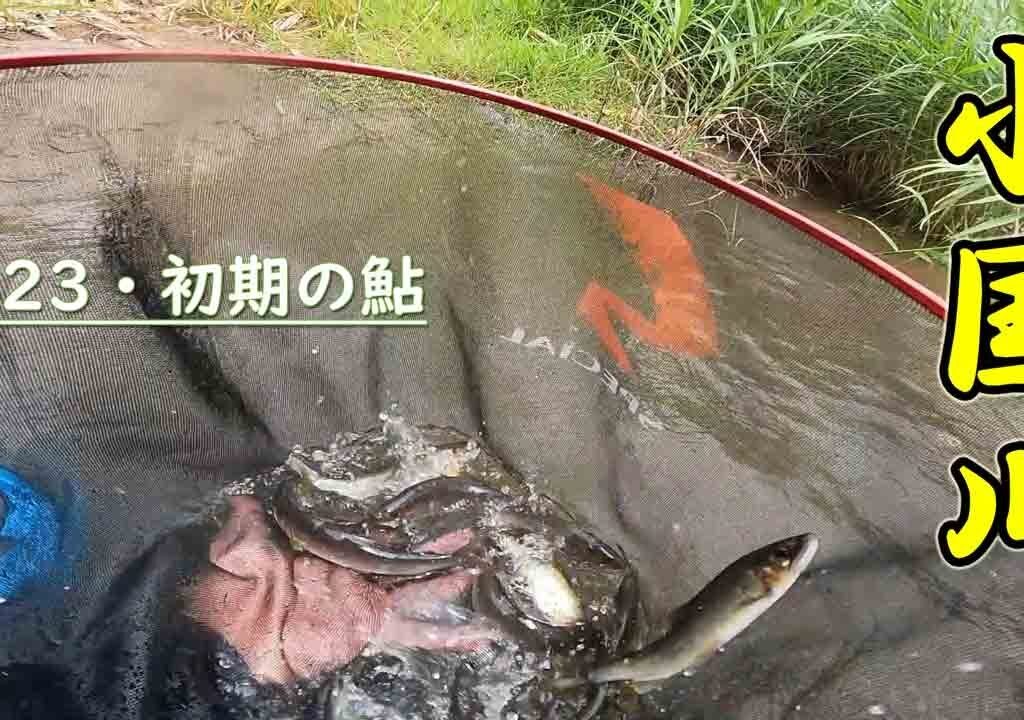 【鮎釣り】初期の小国川。2023/07/05