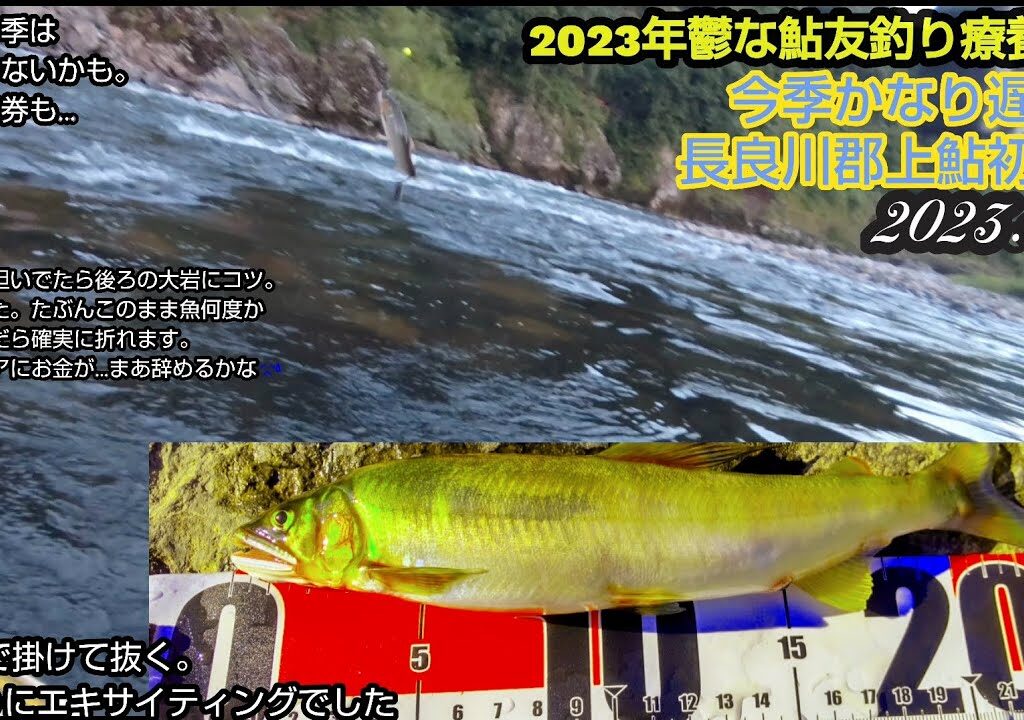 今季超遅めの初郡上20230811鮎友釣鬱療養記５