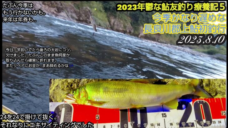 今季超遅めの初郡上20230811鮎友釣鬱療養記５