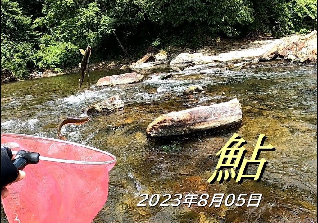 【鮎】最上小国川_2023年8月05日
