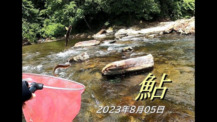 【鮎】最上小国川_2023年8月05日
