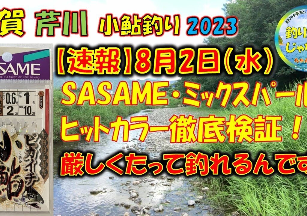 【速報】2023年8月2日・芹川、小鮎釣り、ささめ針ミックスパール・ヒットカラー徹底検証・水が少ない？それでも、いるところにはいるんです！！