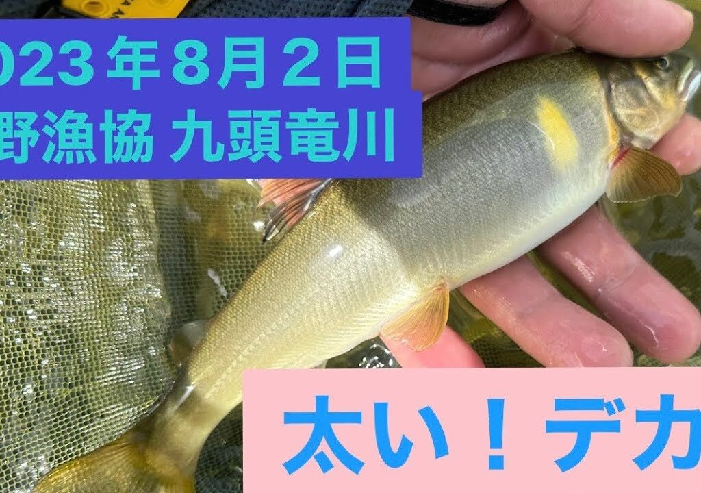 2023年8月2日鮎釣り　大野漁協　九頭竜川