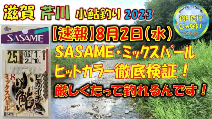 【速報】2023年8月2日・芹川、小鮎釣り、ささめ針ミックスパール・ヒットカラー徹底検証・水が少ない？それでも、いるところにはいるんです！！