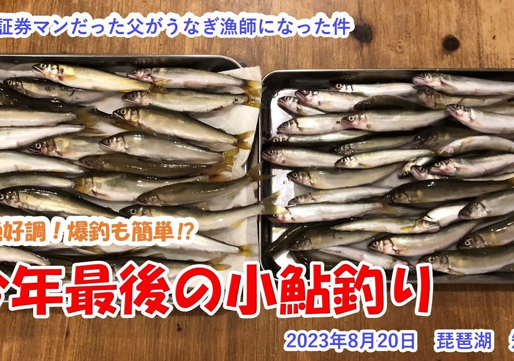【今年最後の小鮎釣り】絶好調！爆釣も簡単⁉　2023年8月20日　琵琶湖　知内川