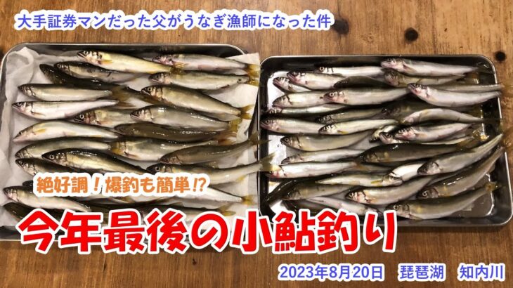 【今年最後の小鮎釣り】絶好調！爆釣も簡単⁉　2023年8月20日　琵琶湖　知内川