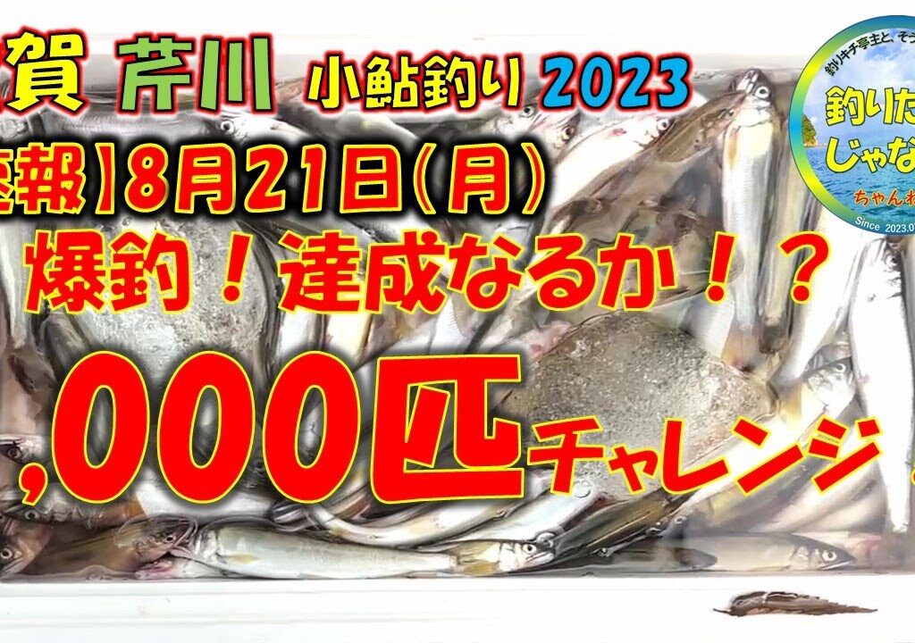 【速報】2023年8月21日・小鮎釣り・芹川・爆釣！1,000匹チャレンジ！激アツ！！どこでも爆釣。今釣らずしていつ釣るの？