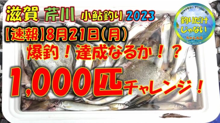 【速報】2023年8月21日・小鮎釣り・芹川・爆釣！1,000匹チャレンジ！激アツ！！どこでも爆釣。今釣らずしていつ釣るの？