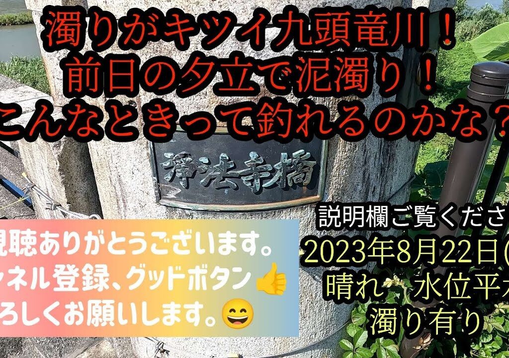 濁りがキツイ九頭竜川！前日の夕立で泥濁り！こんなときって釣れるのかな？2023年8月22日(火)