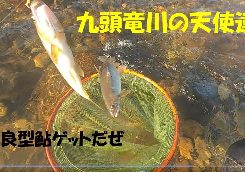 鮎釣り日記 23 8 12