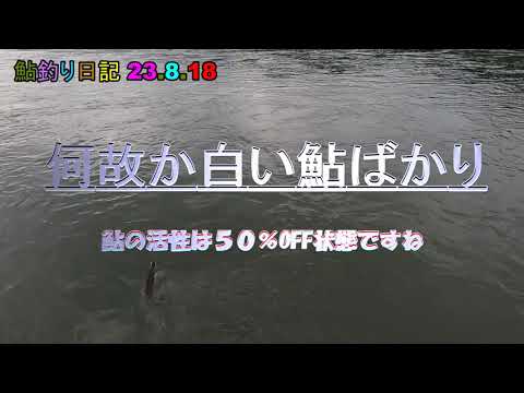 鮎釣り日記 23 8 18