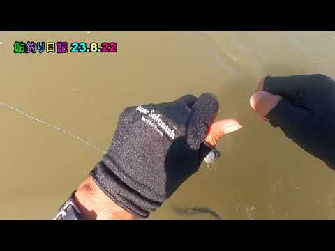 鮎釣り日記 23 8 22