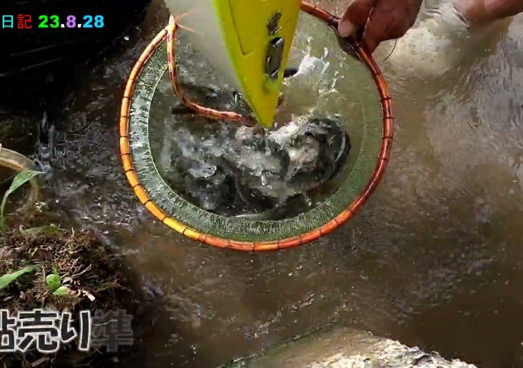 鮎釣り日記 23 8 28