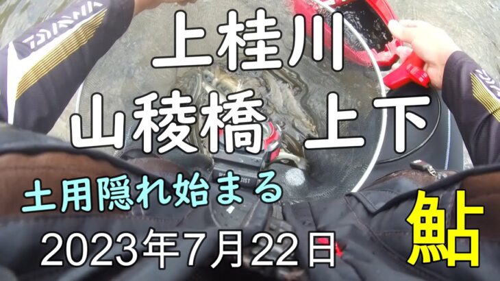 230722 【鮎釣り】上桂川 山稜橋