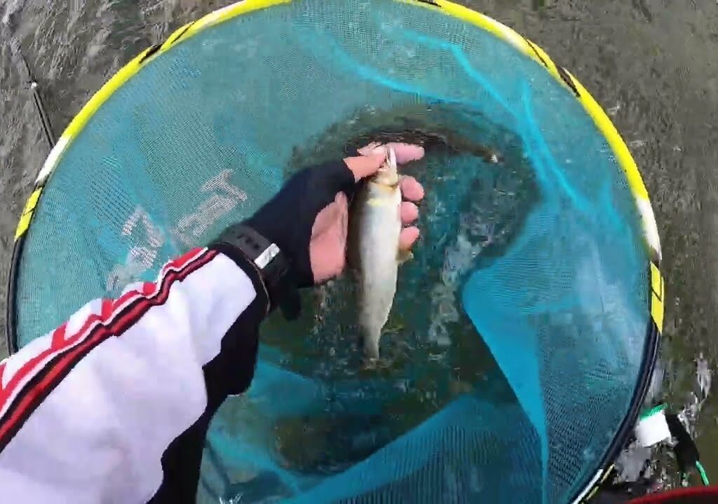230817‗鮎釣り 神通川釣行
