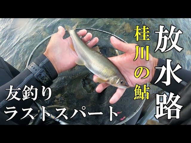 桂川の鮎　放水路　友釣りラストスパート2days