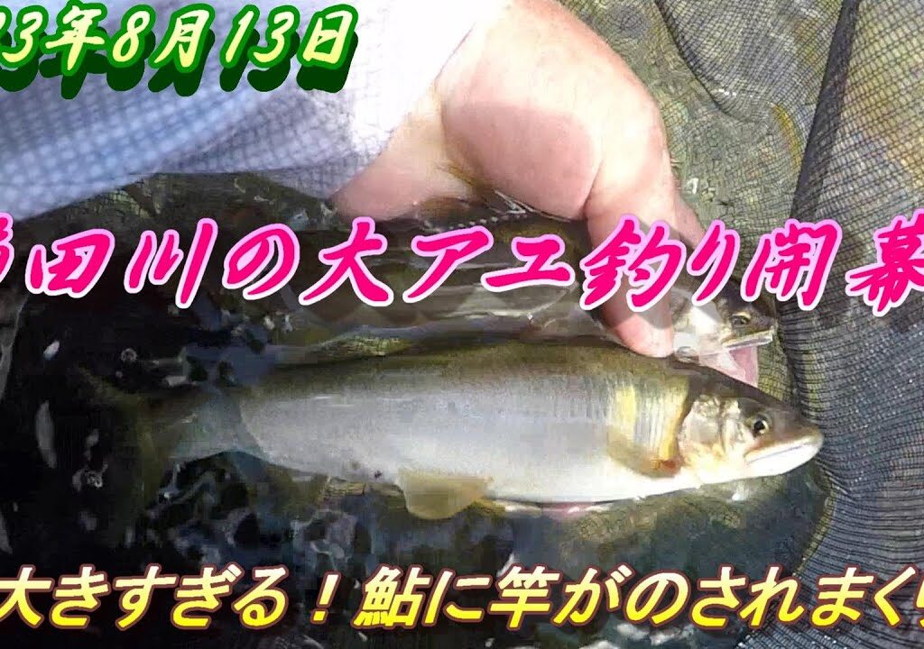 【櫛田川で大アユ釣り】8月13日今年も大きすぎる鮎が釣れます。＃アユ釣り＃櫛田川＃大アユ