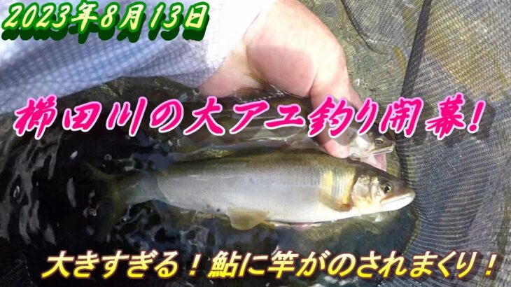 【櫛田川で大アユ釣り】8月13日今年も大きすぎる鮎が釣れます。＃アユ釣り＃櫛田川＃大アユ