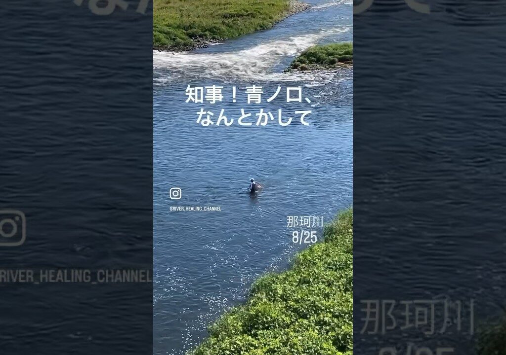 【鮎釣り那珂川】水温高め8/15鮎つり#shorts #鮎釣り #fishing #那珂川 #釣り #箒川 #水害 #洪水 #渓流釣り #福島県