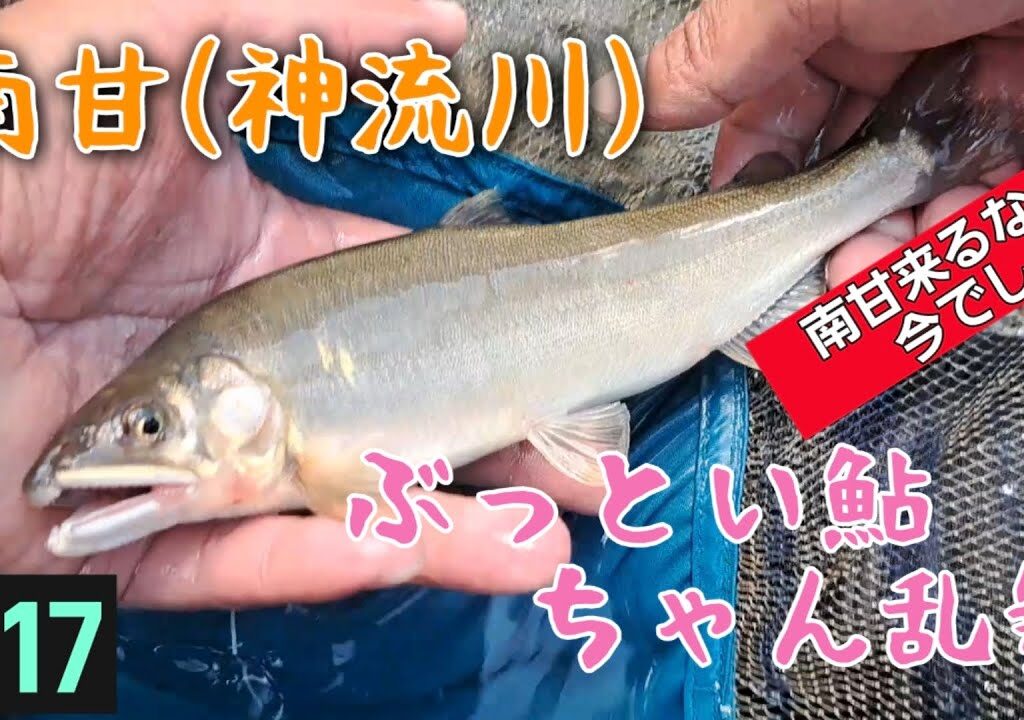 ぶっとい鮎ちゃん乱舞♪鮎釣り　南甘(神流川)　8/17 2023
