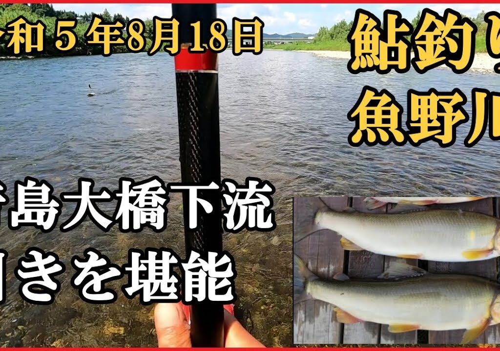 鮎釣り  令和５年8月18日  魚野川  青島大橋下流 掛かればデカい  #鮎釣り