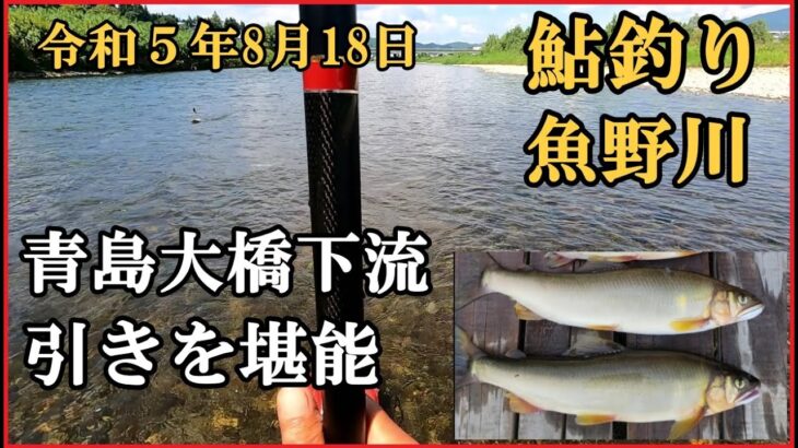 鮎釣り  令和５年8月18日  魚野川  青島大橋下流 掛かればデカい  #鮎釣り