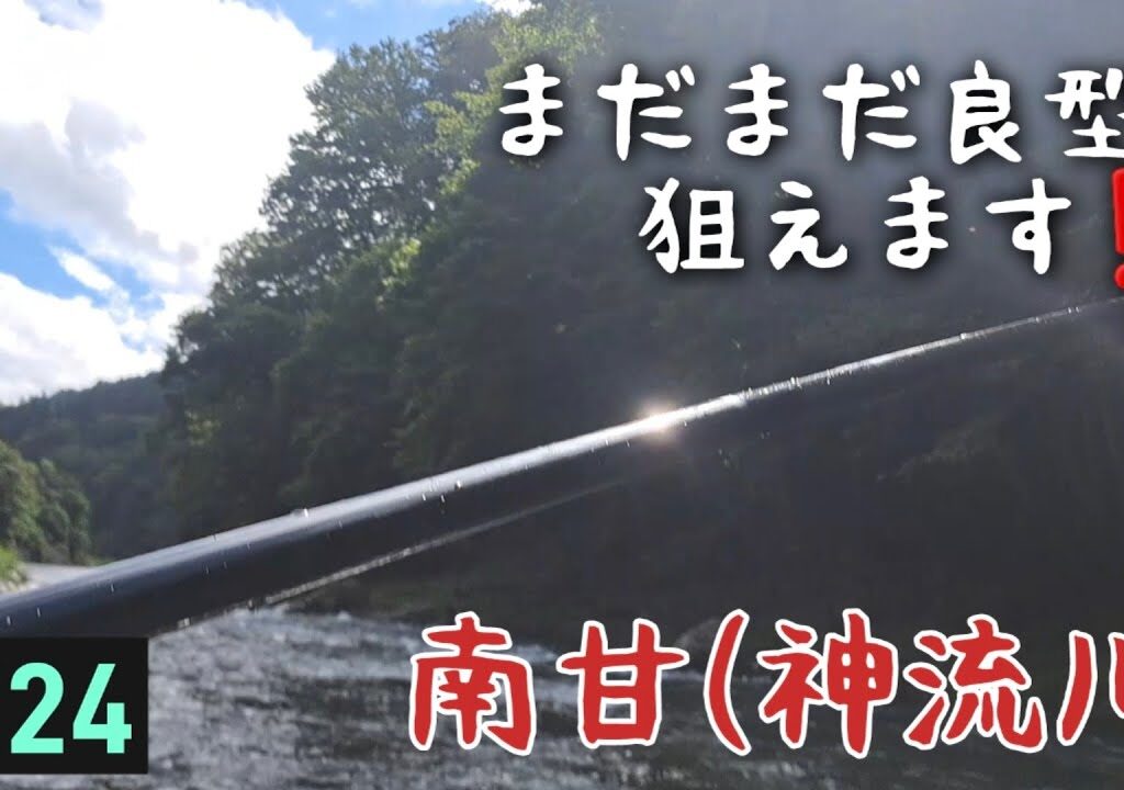 まだまだ良型狙えます‼️南甘(神流川)　鮎釣り　8/24 2023