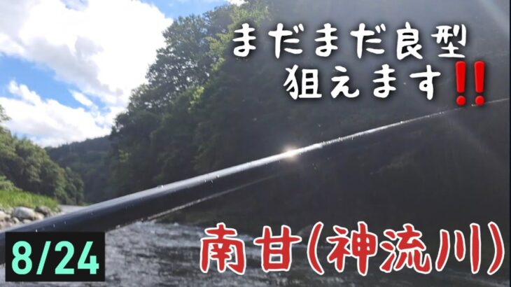 まだまだ良型狙えます‼️南甘(神流川)　鮎釣り　8/24 2023