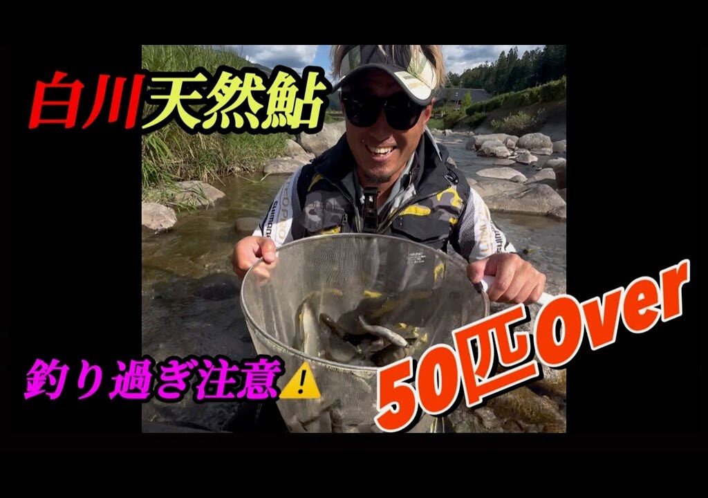【8月3日岐阜県白川鮎掛け】止まらない‼️この夏の白川は良型鮎が爆釣‼️