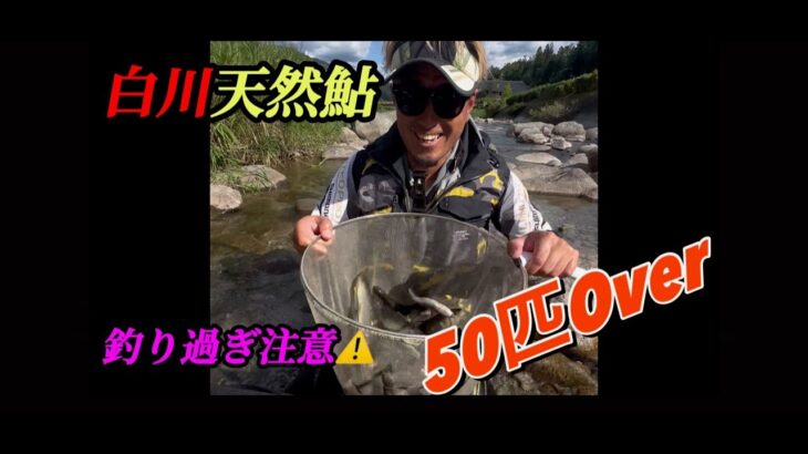 【8月3日岐阜県白川鮎掛け】止まらない‼️この夏の白川は良型鮎が爆釣‼️