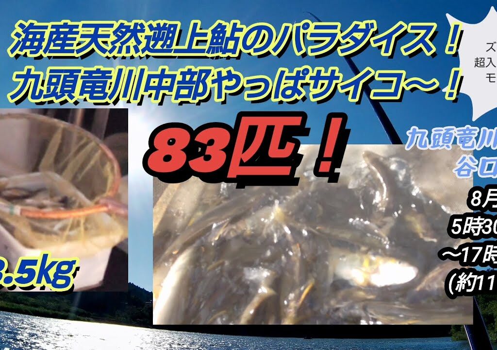 83匹爆釣天然遡上鮎天国！九頭竜川中部！2023.8.26谷口周辺