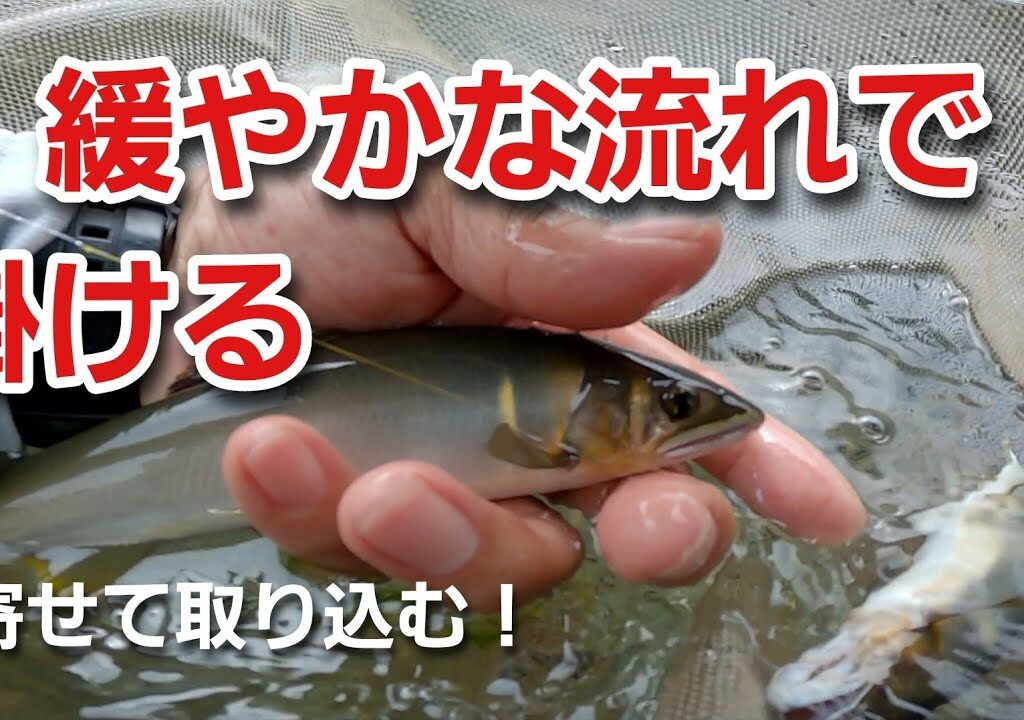 N49  中流域のゆったりした流れで盛期の鮎を掛ける！　【鮎の友釣り】