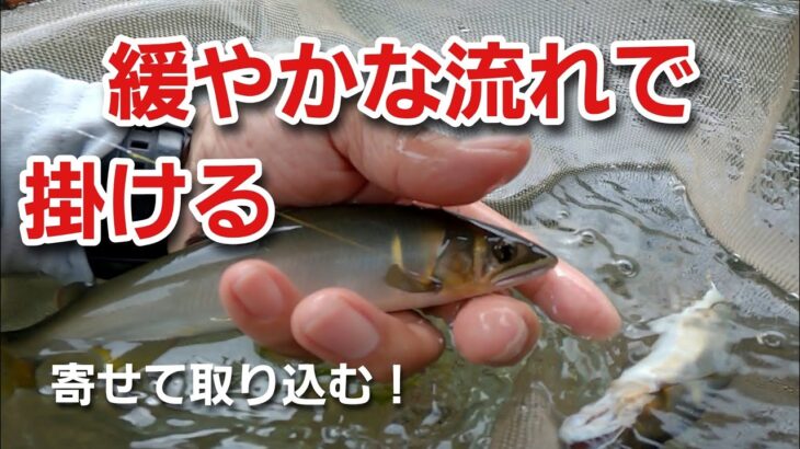N49  中流域のゆったりした流れで盛期の鮎を掛ける！　【鮎の友釣り】