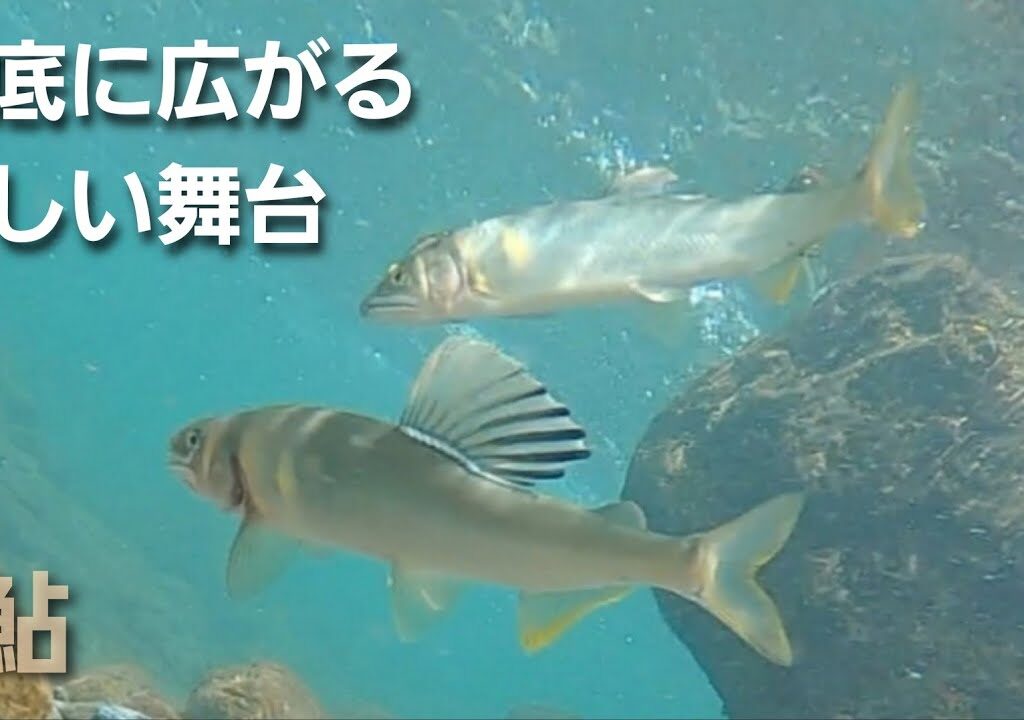 NO50　2023年水中映像特集第一弾　野鮎が攻撃する瞬間をご覧ください！　【鮎の友釣り】