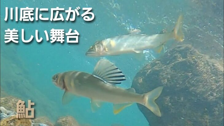 NO50　2023年水中映像特集第一弾　野鮎が攻撃する瞬間をご覧ください！　【鮎の友釣り】