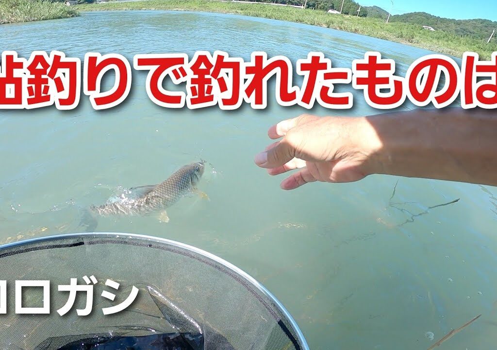 NO52　鮎釣りででっかい魚が掛かりました！　【コロガシ】