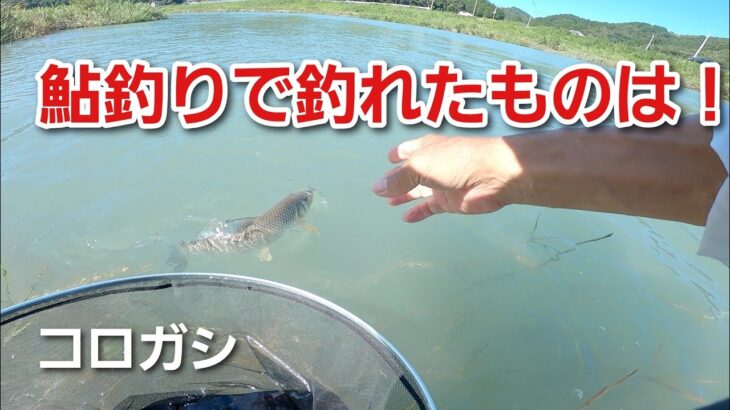NO52　鮎釣りででっかい魚が掛かりました！　【コロガシ】