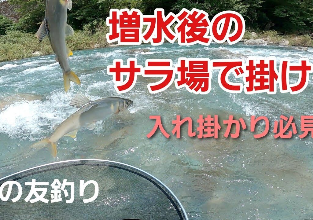 NO53  サラ場の釣りほど面白いものはない！【午前の部】　鮎の友釣り