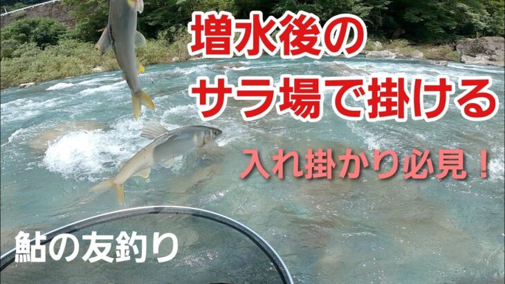 NO53  サラ場の釣りほど面白いものはない！【午前の部】　鮎の友釣り