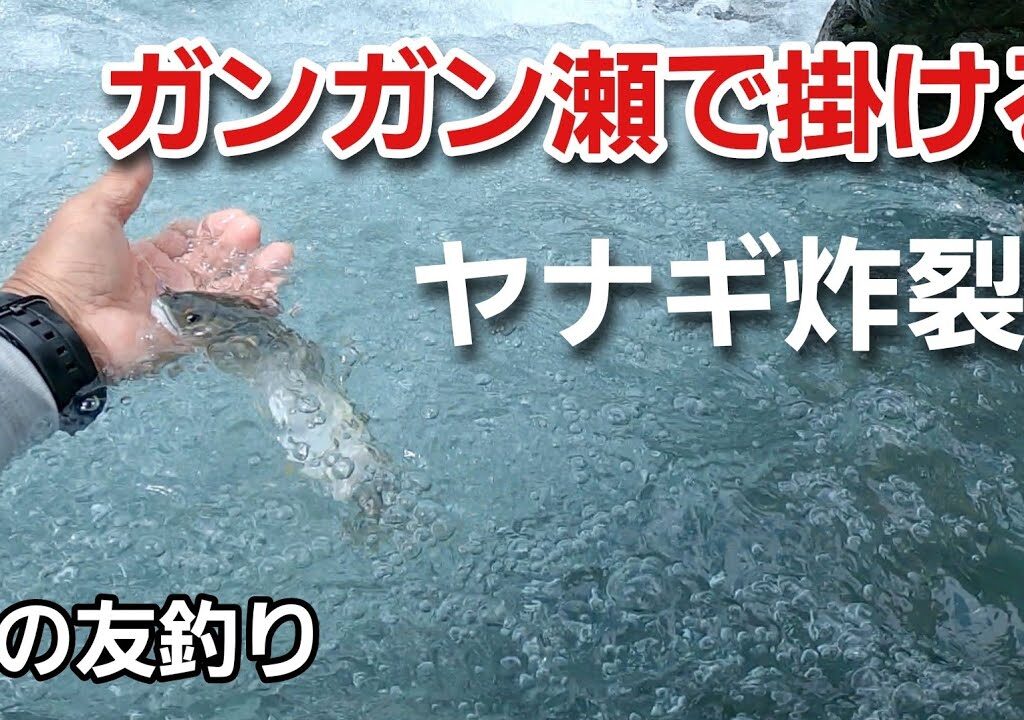 NO57  増水後のガンガン瀬をヤナギ仕掛けで掛ける！　【午前の部】鮎の友釣り