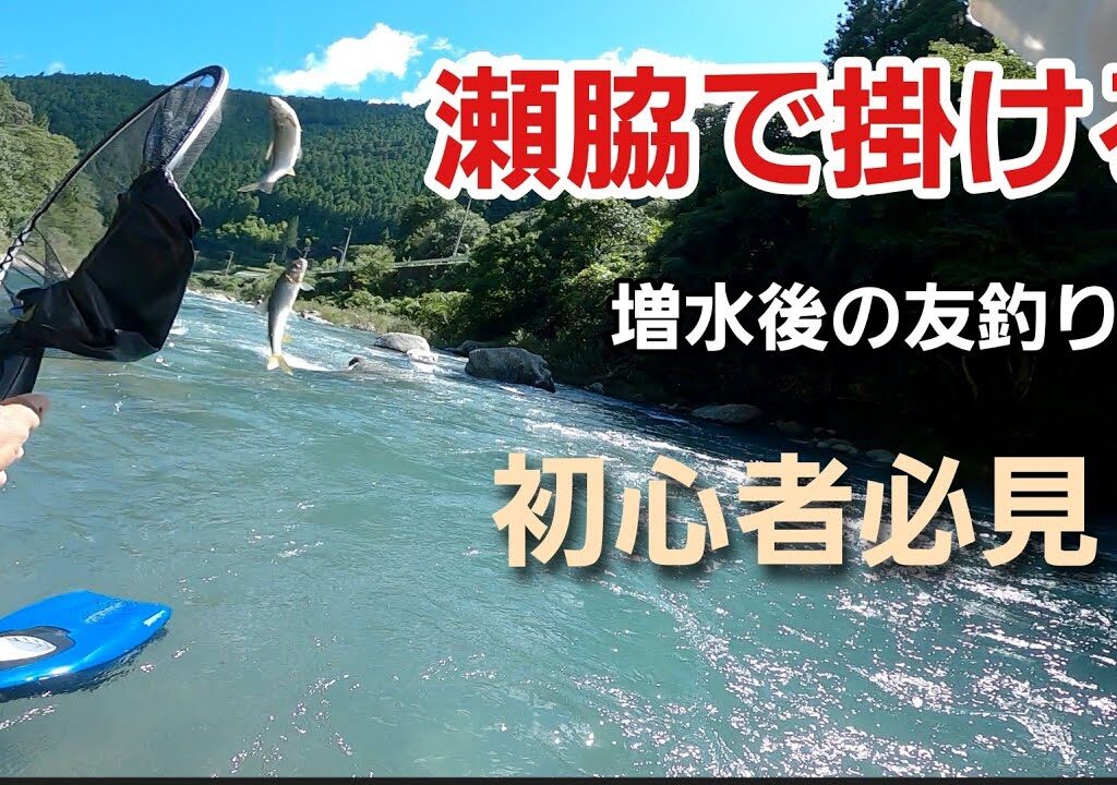 NO58  釣り残し鮎を狙って掛ける　 初心者必見！　【午後の部】鮎の友釣り