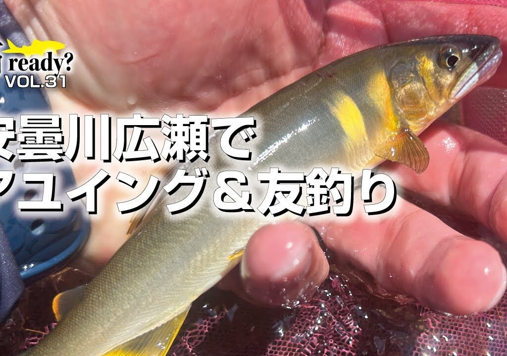 安曇川広瀬でアユイング＆友釣り【鮎Ready?　VOL.31】