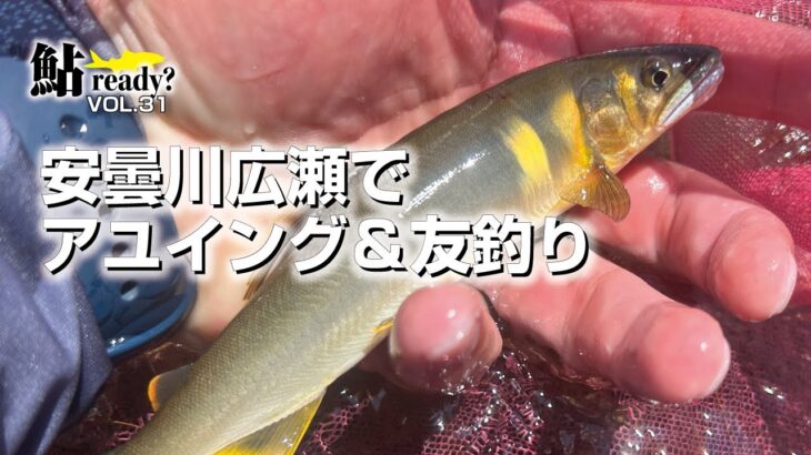 安曇川広瀬でアユイング＆友釣り【鮎Ready?　VOL.31】