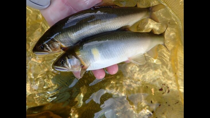 利き鮎グランプリV4の和良川でアユを釣って出荷してみた