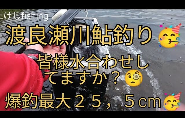 【鮎釣り】渡良瀬川　私の水合わせ🤗　爆釣　最大２５，５cm　