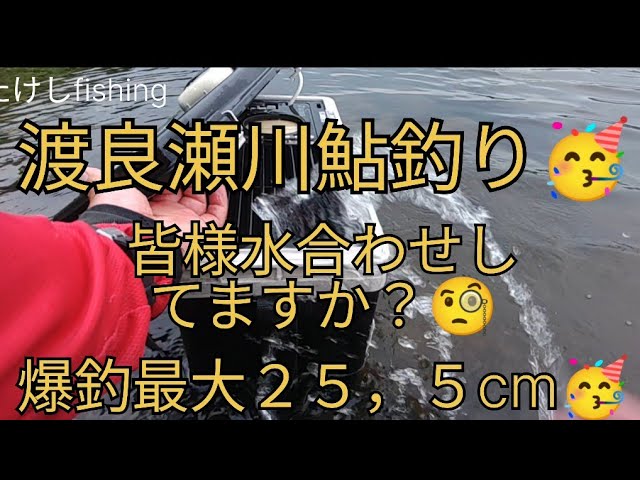 【鮎釣り】渡良瀬川　私の水合わせ🤗　爆釣　最大２５，５cm　