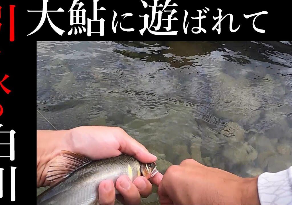 【友釣り】恵みの雨の引き水パターンin白川！釣れるのか！？