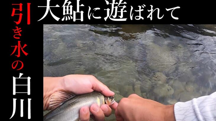 【友釣り】恵みの雨の引き水パターンin白川！釣れるのか！？