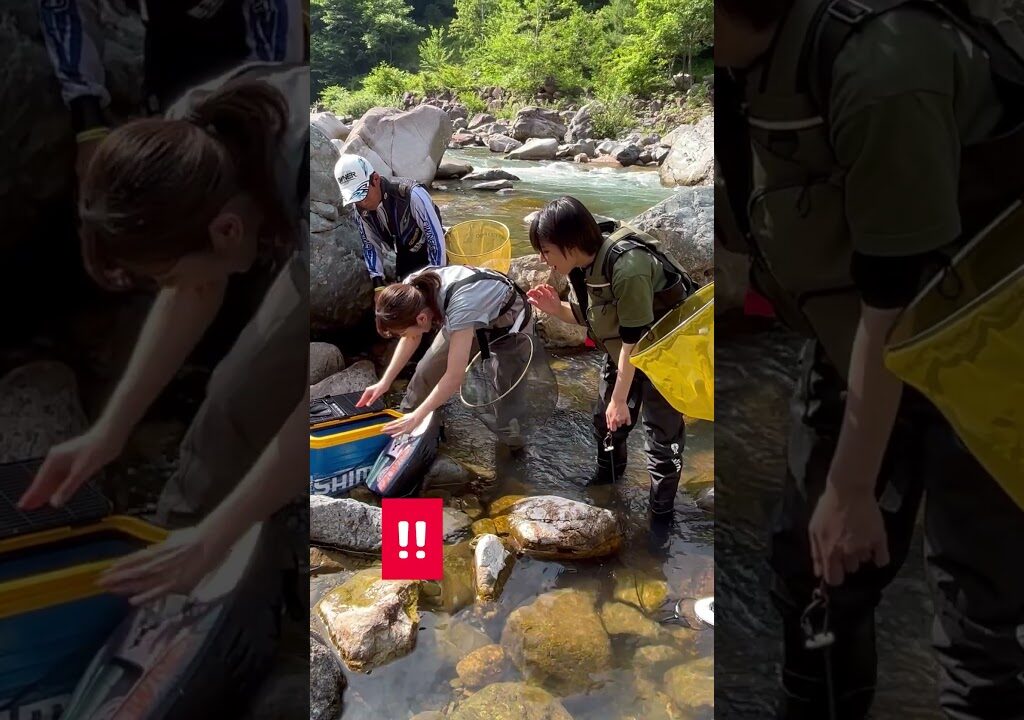 【鮎釣り】かほなん友釣り初挑戦🎣貴重な天然鮎はゲットできるのか？  #さばいどる #shorts #かほなん #さばいどる #キャンプ